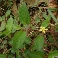 Corchorus aestuans L.